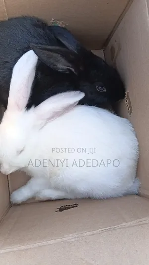 Farm Rabbits