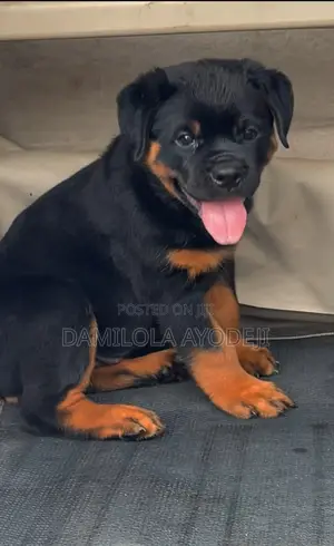 1-3 months Female Purebred Rottweiler
