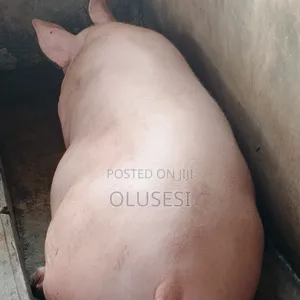 De Peculiar Farm