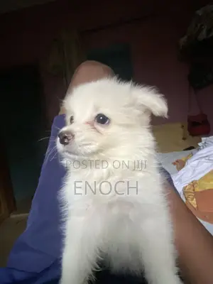 1-3 months Male Purebred American Eskimo