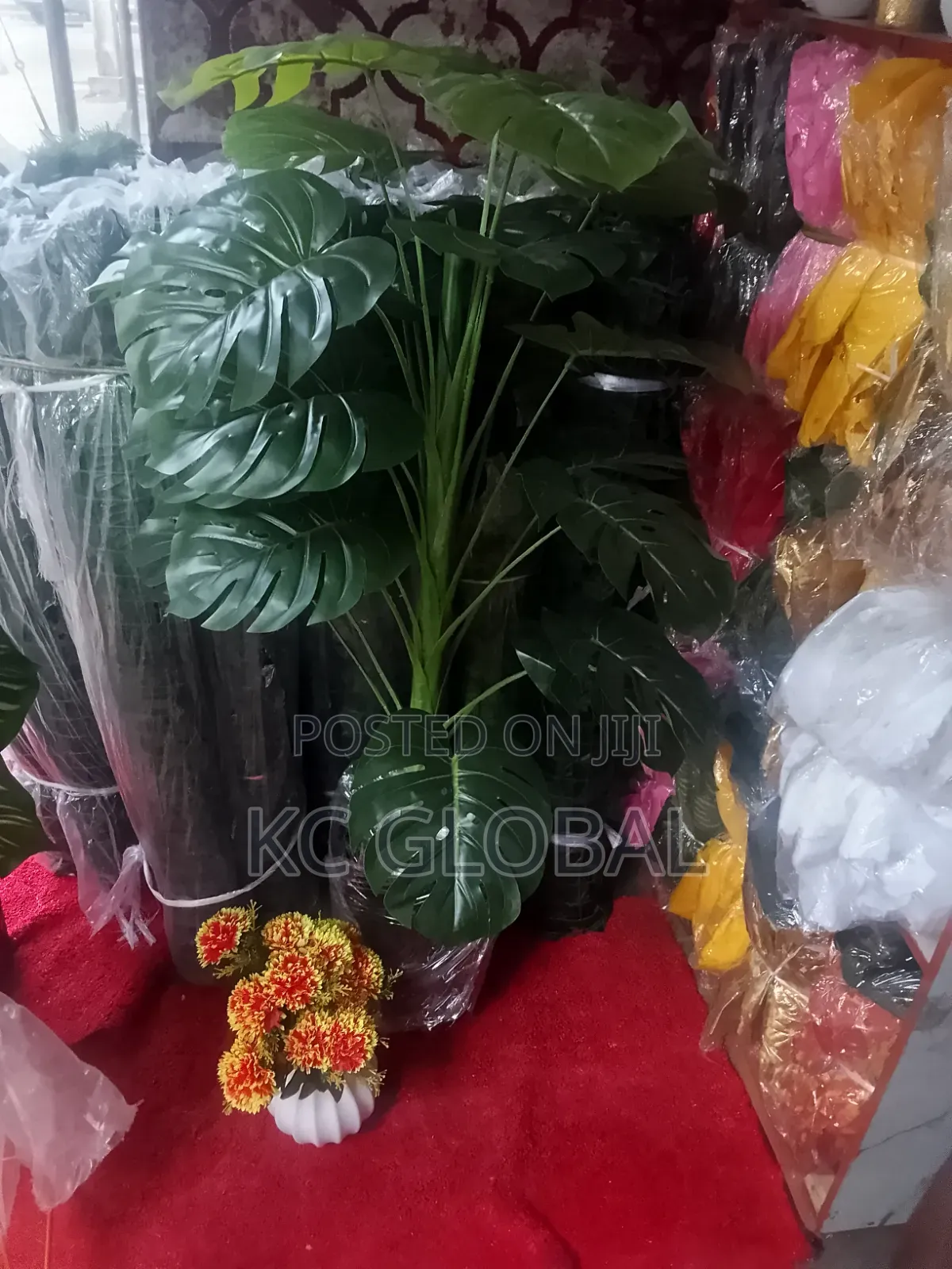 Cup Flower