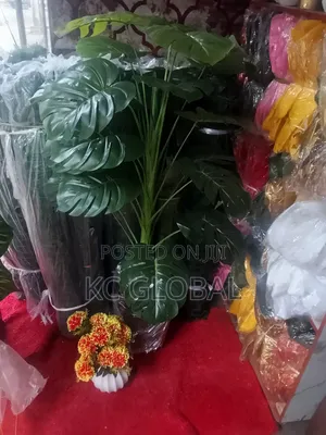 Cup Flower