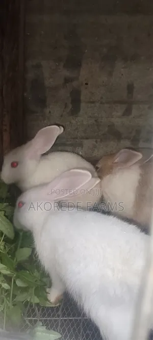 Weaners Available in Ibadan