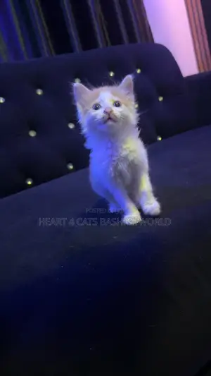 1-3 months Male Purebred Turkish Angora