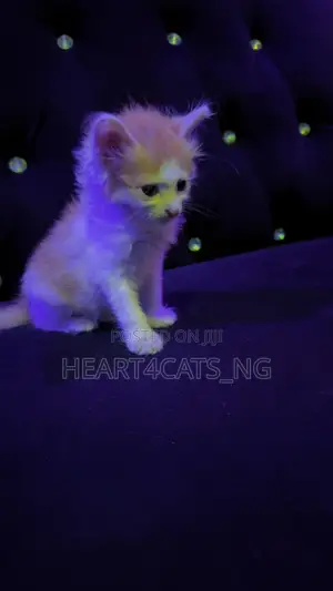 1-3 months Male Purebred Turkish Angora