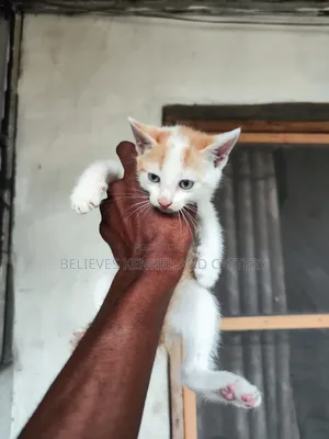 1-3 months Male Purebred American Shorthair