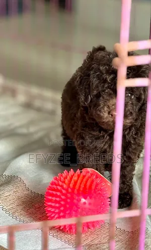 1-3 months Male Purebred Poodle