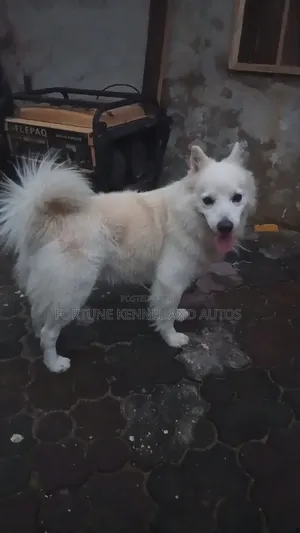 1+ year Male Purebred American Eskimo