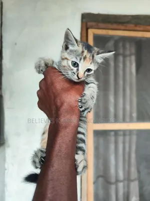 1-3 months Female Purebred American Shorthair