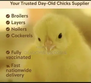 Day Old Chicks Marchant
