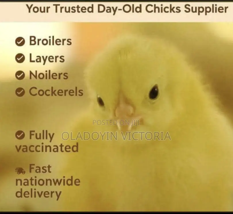 Day Old Chicks Marchant