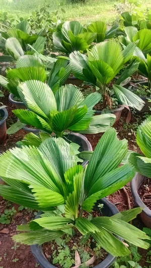 Ruffled Fan Palm