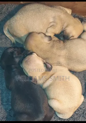 1-3 months Female Purebred Pug