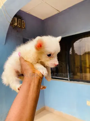 1-3 months Female Purebred American Eskimo