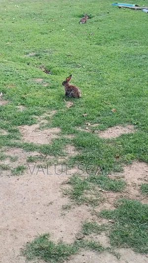 Exotic Rabbits for Sale. Valuemapp.Com for Details and Farmers Network