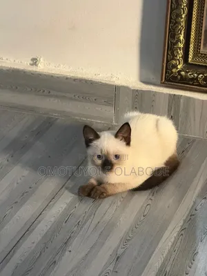 1-3 months Female Purebred Siamese