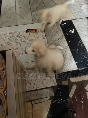 1-3 months Female Purebred American Eskimo
