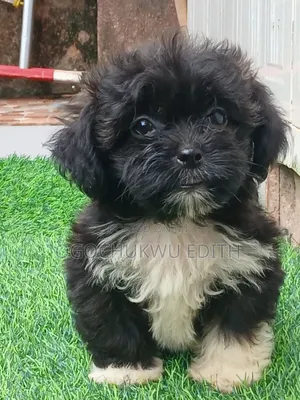 1-3 months Female Purebred Lhasa Apso