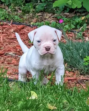 1-3 months Male Purebred Bulldog