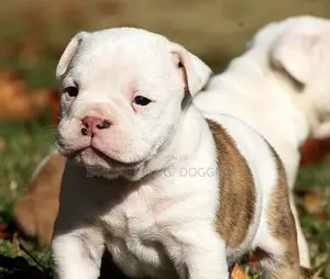 3-6 months Male Purebred American Bulldog