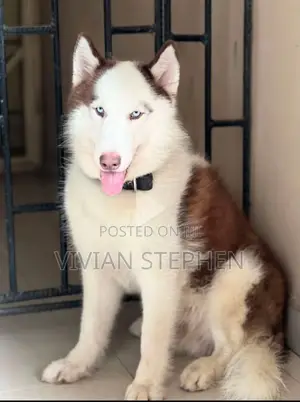 1+ year Male Purebred Siberian Husky
