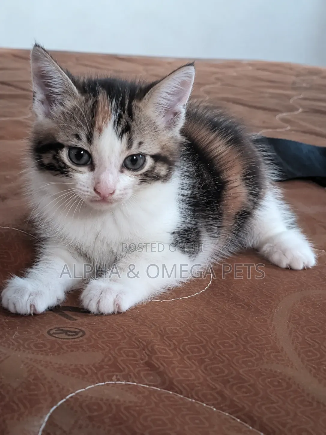 1-3 months Female Mixed Breed Turkish Angora
