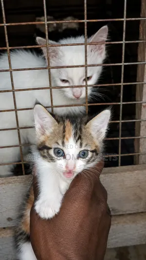 1-3 months Female Mixed Breed Turkish Angora
