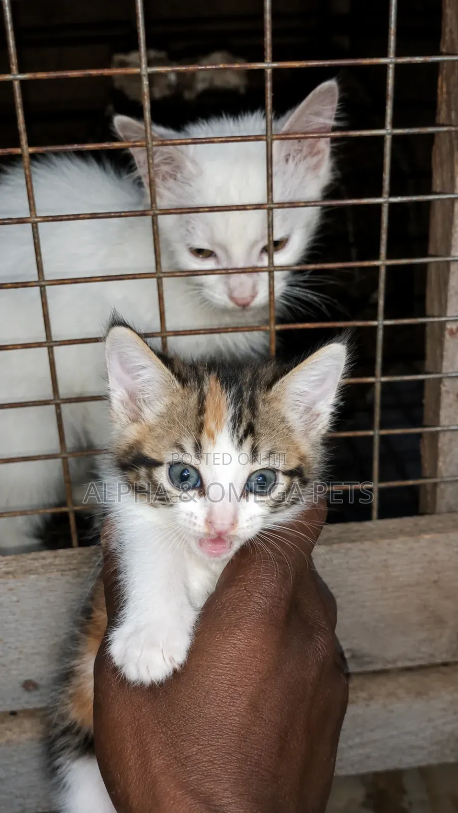 1-3 months Female Mixed Breed Turkish Angora
