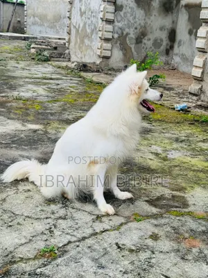 1+ year Female Purebred American Eskimo