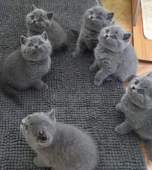 1-3 months Female Mixed Breed British Shorthair