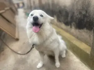 1+ year Male Purebred American Eskimo