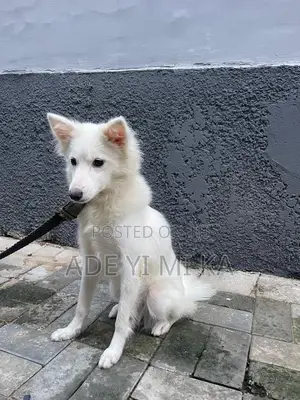 6-12 months Female Purebred American Eskimo