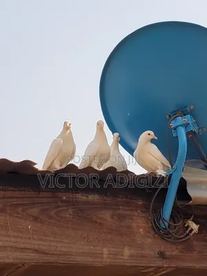 White Pigeons