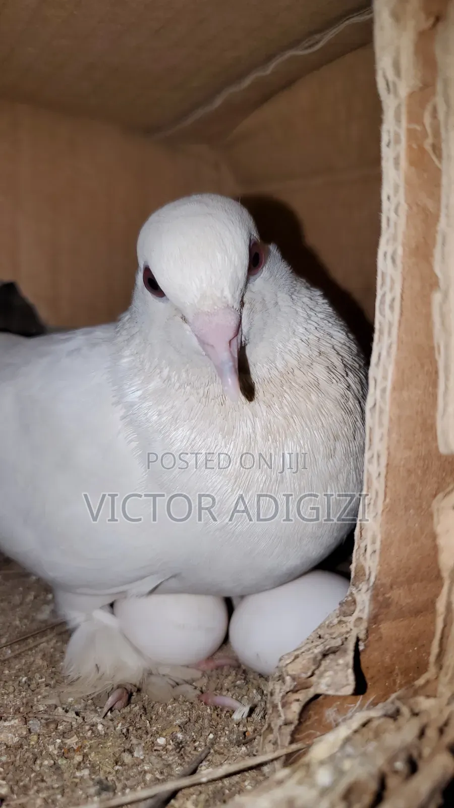 White Pigeons