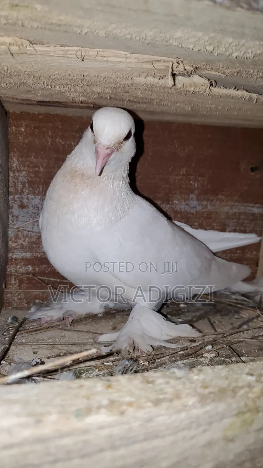 White Pigeons
