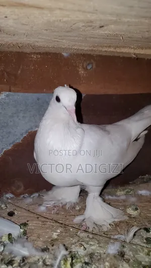 White Pigeons