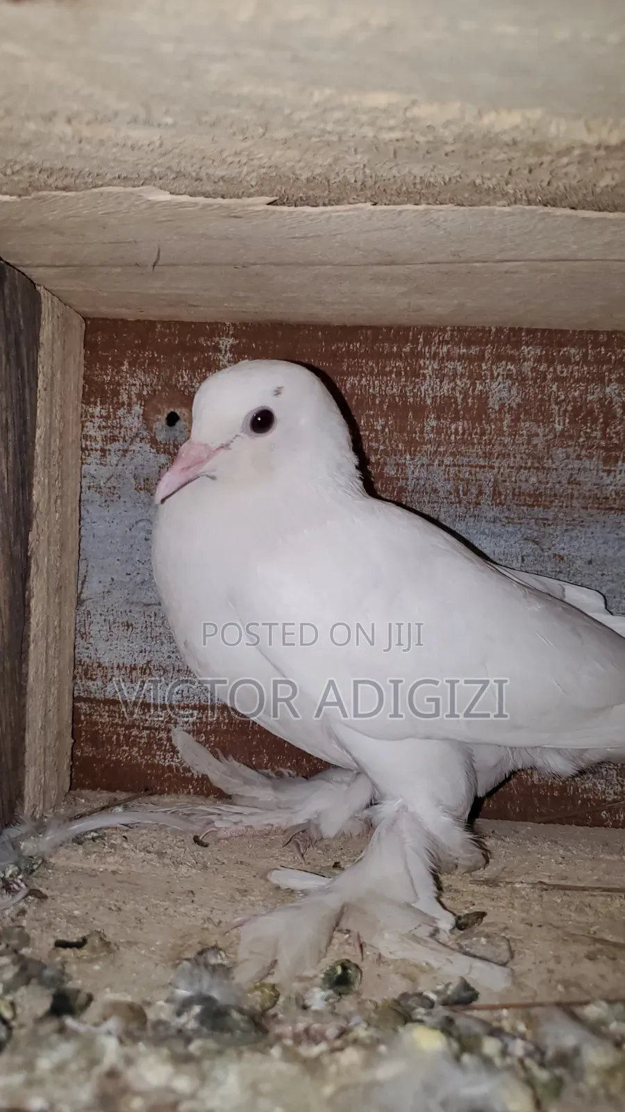 White Pigeons