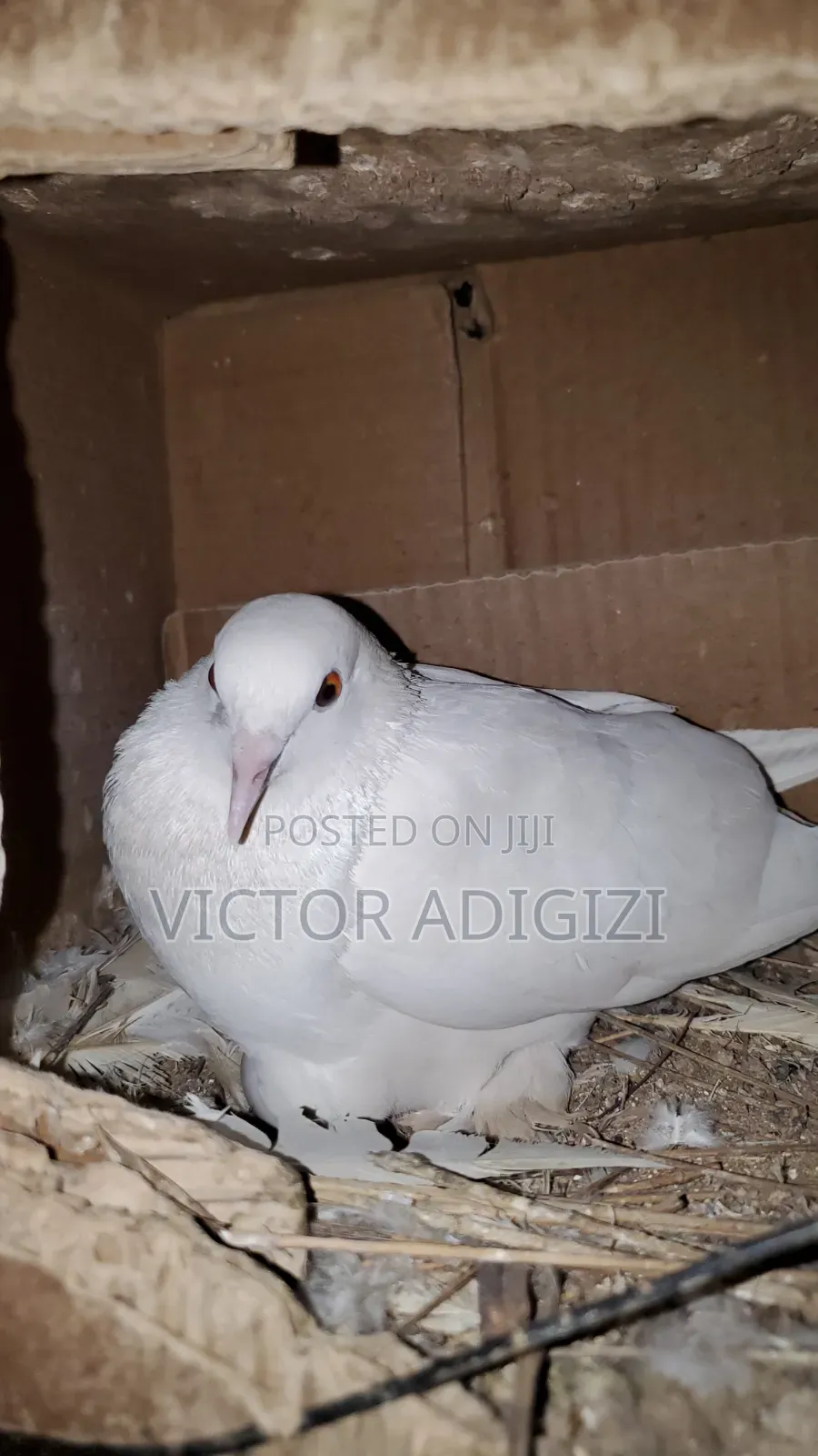 White Pigeons
