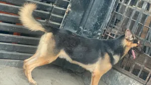 1+ year Male Purebred German Shepherd