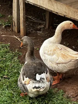 Matured Geese
