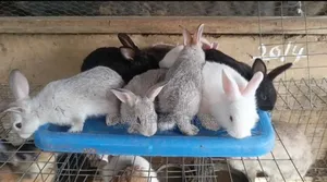 Rabbit Farming