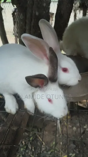 Rabbit Farming
