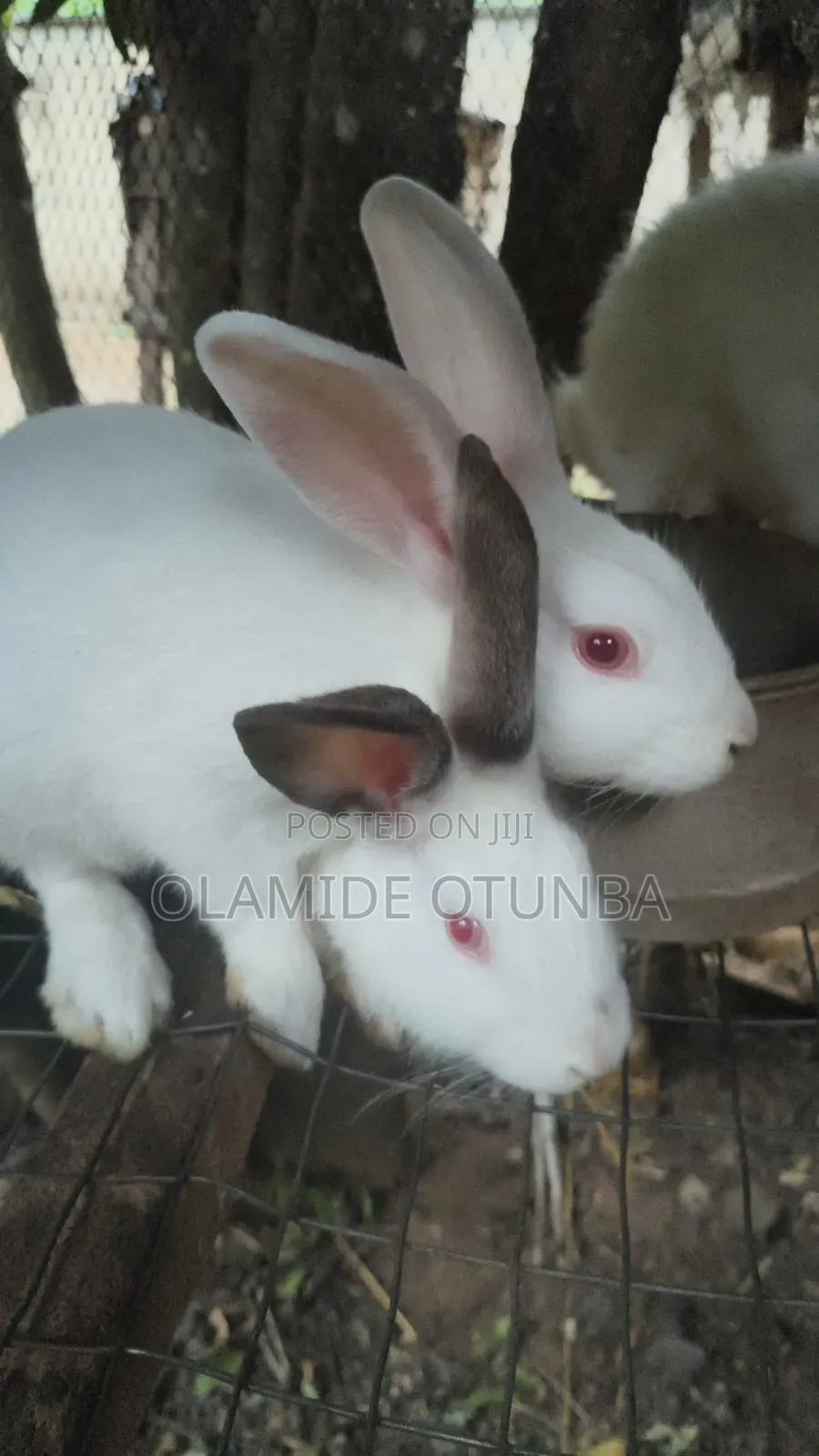 Rabbit Farming