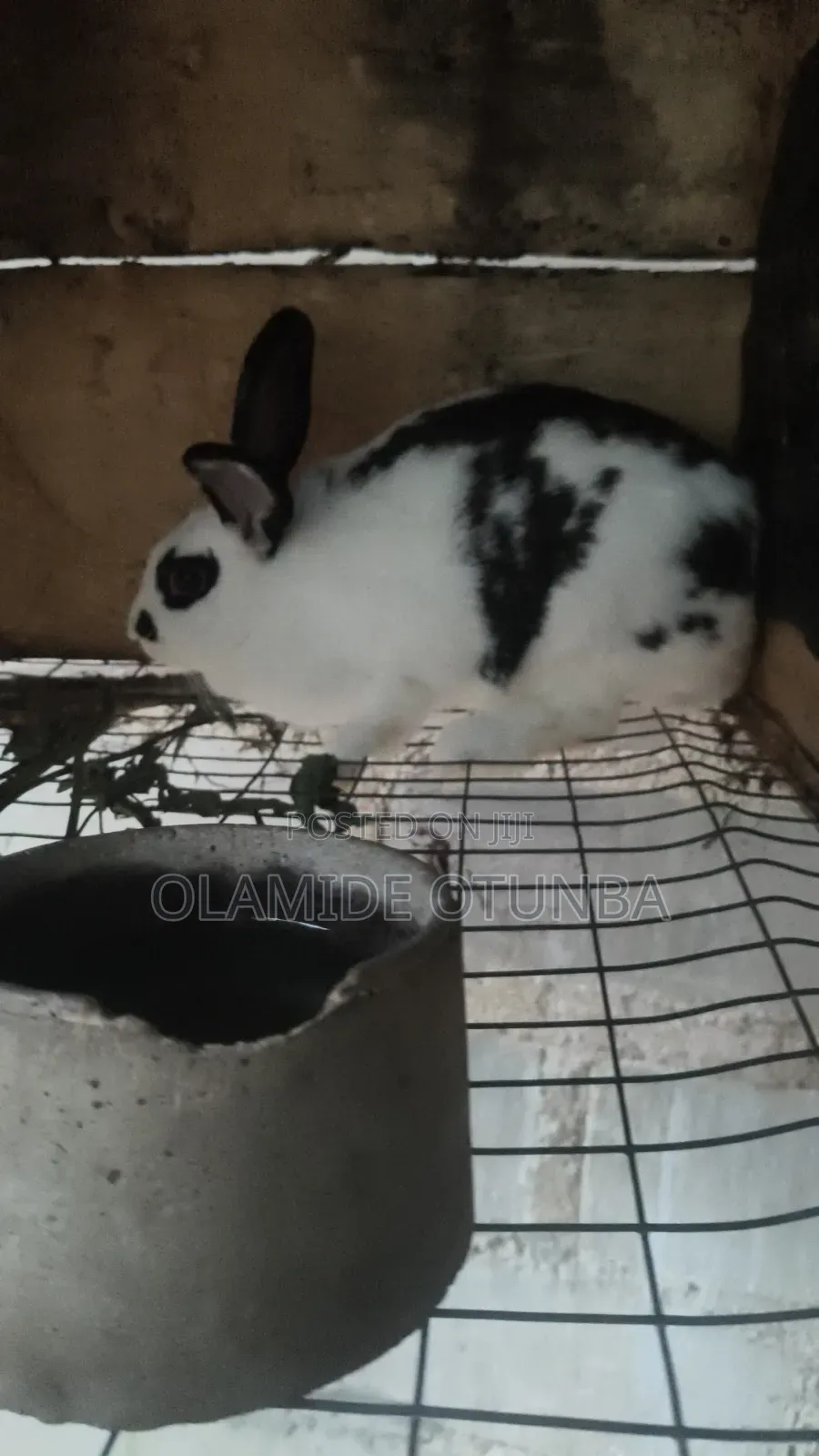 Rabbit Farming