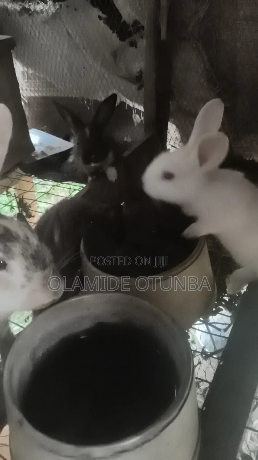 Rabbit Farming