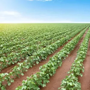 Call Us to Plant Your Seedlings Structure Jobs.