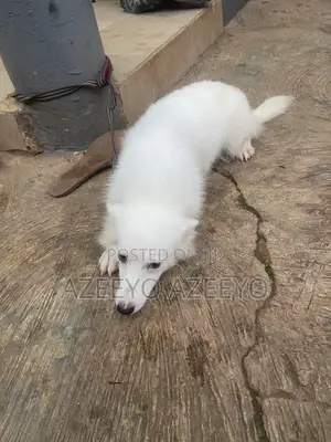 1+ year Female Purebred American Eskimo