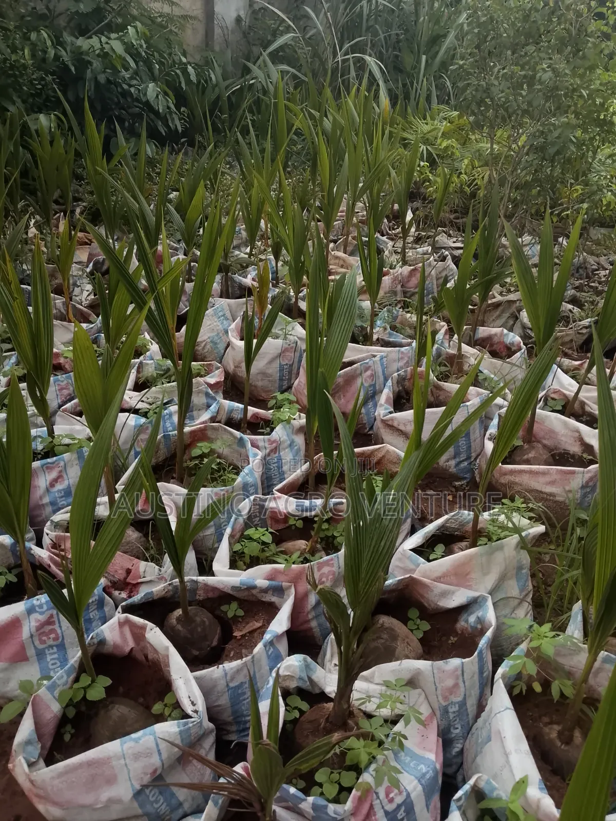 Green Dwarf Coconut Seedlings