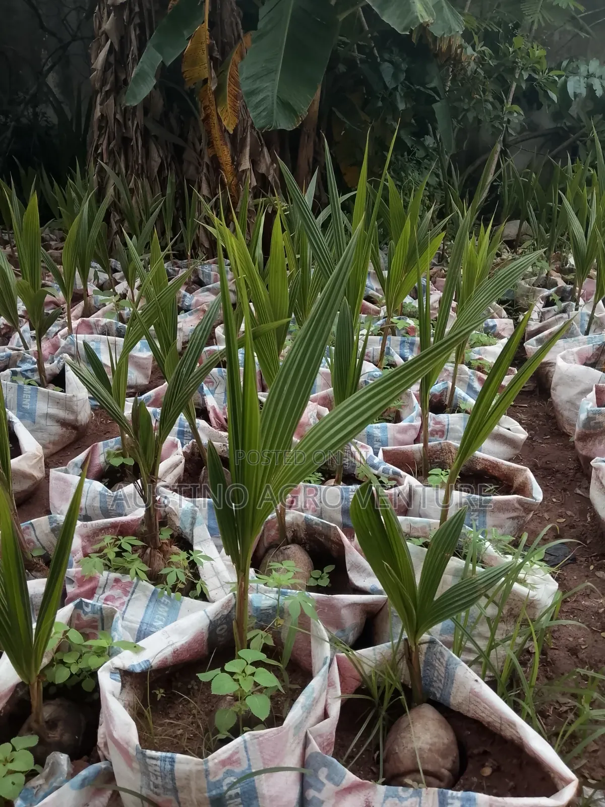 Green Dwarf Coconut Seedlings