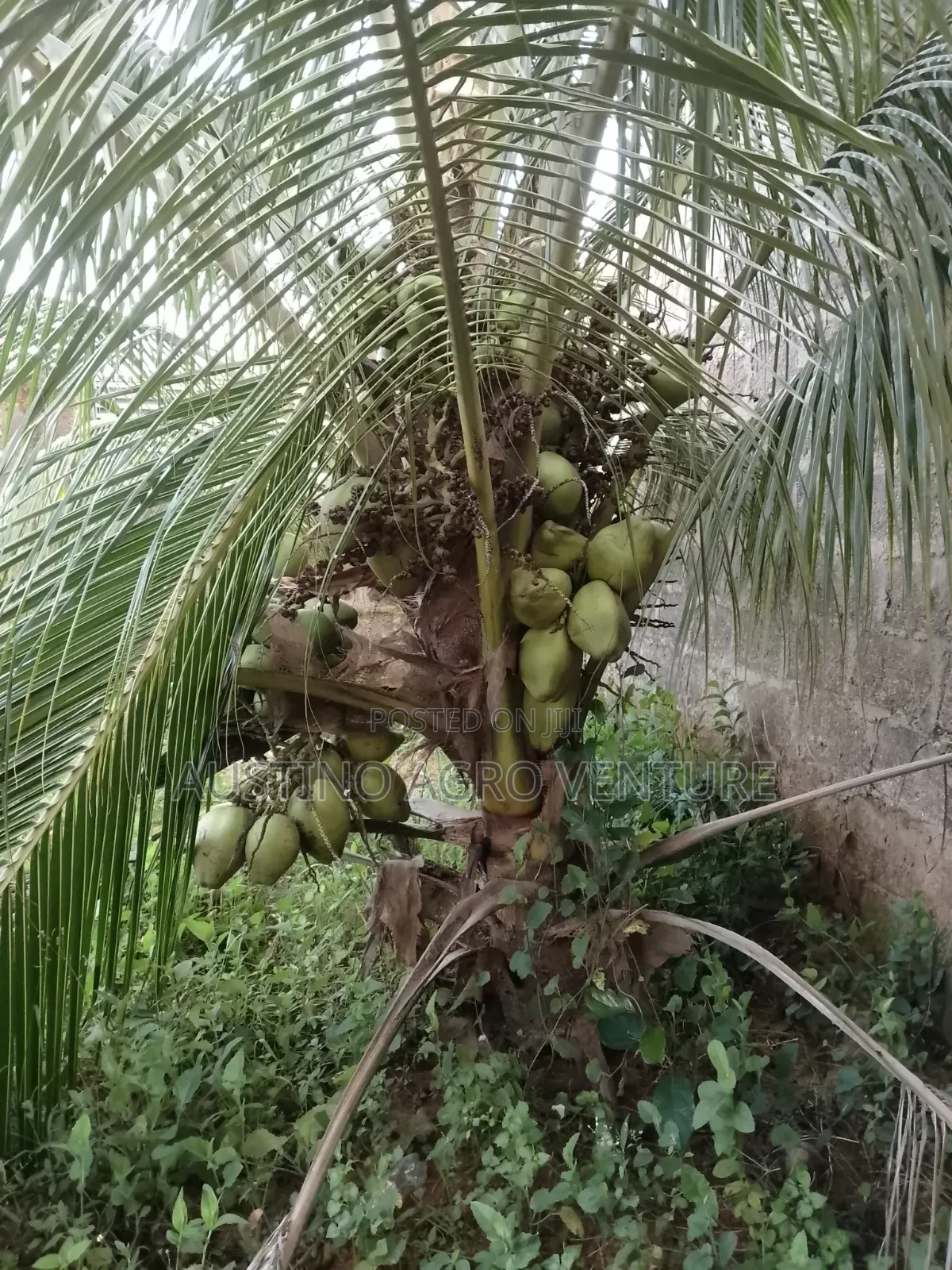 Green Dwarf Coconut Seedlings